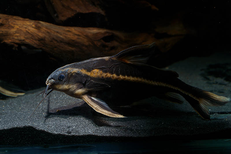 Striped Raphael catfish in the tank