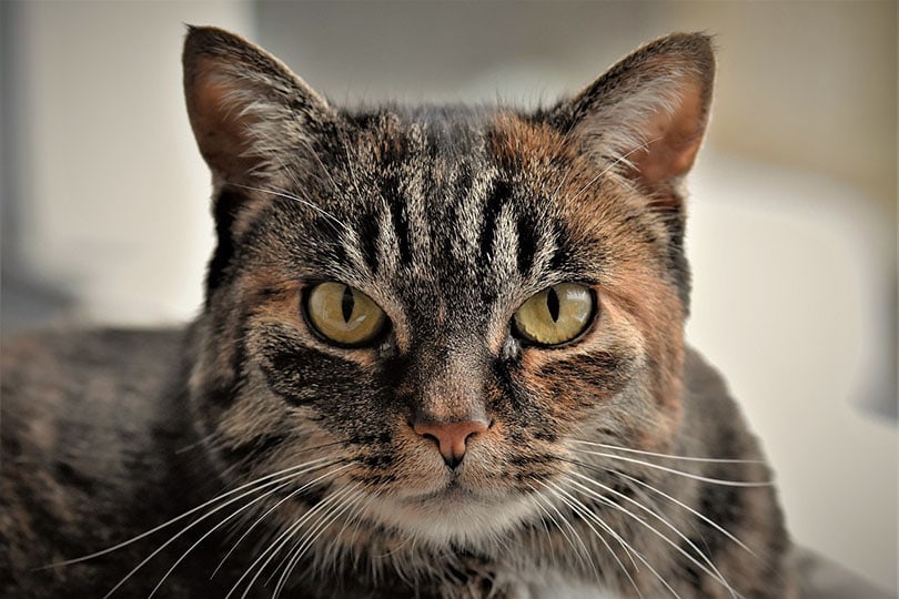 tabby cat with eye discharge