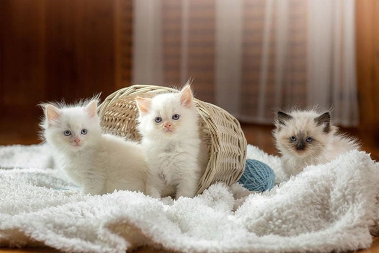 Why Are Kittens So Cute? Here's What Science Says | Hepper Pet Resources