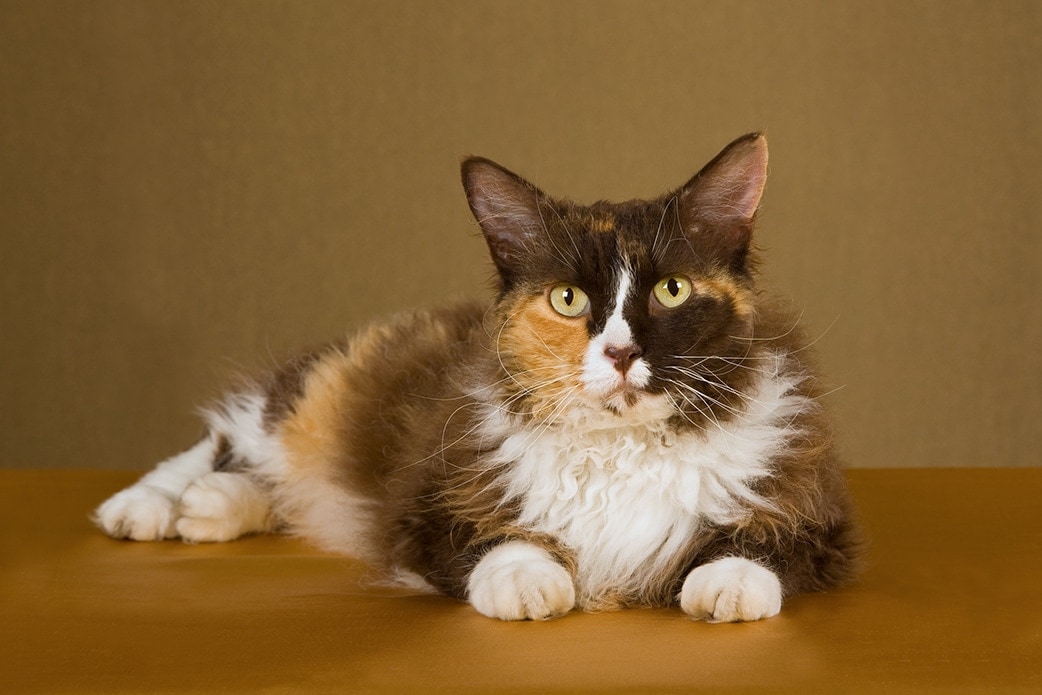 tri-color laperm cat
