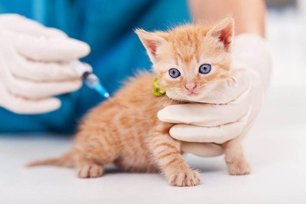 How Much Do Cat Shots Cost At Petsmart