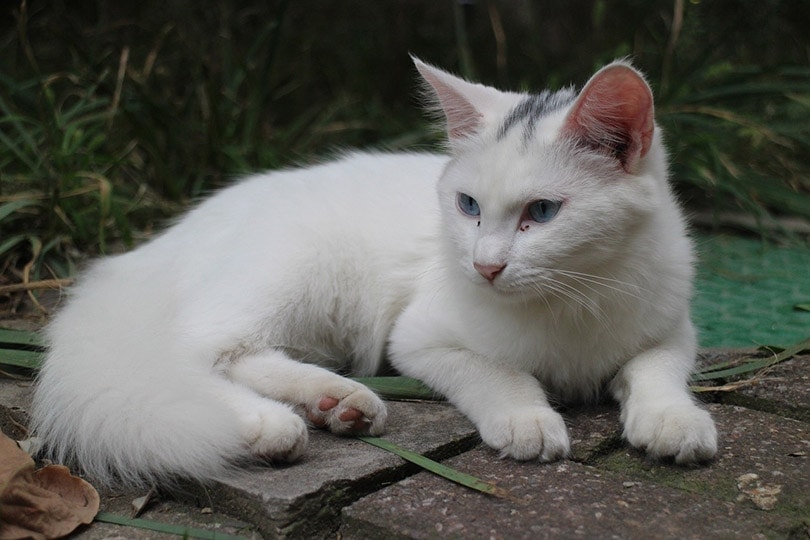 white cat with eyes discharge