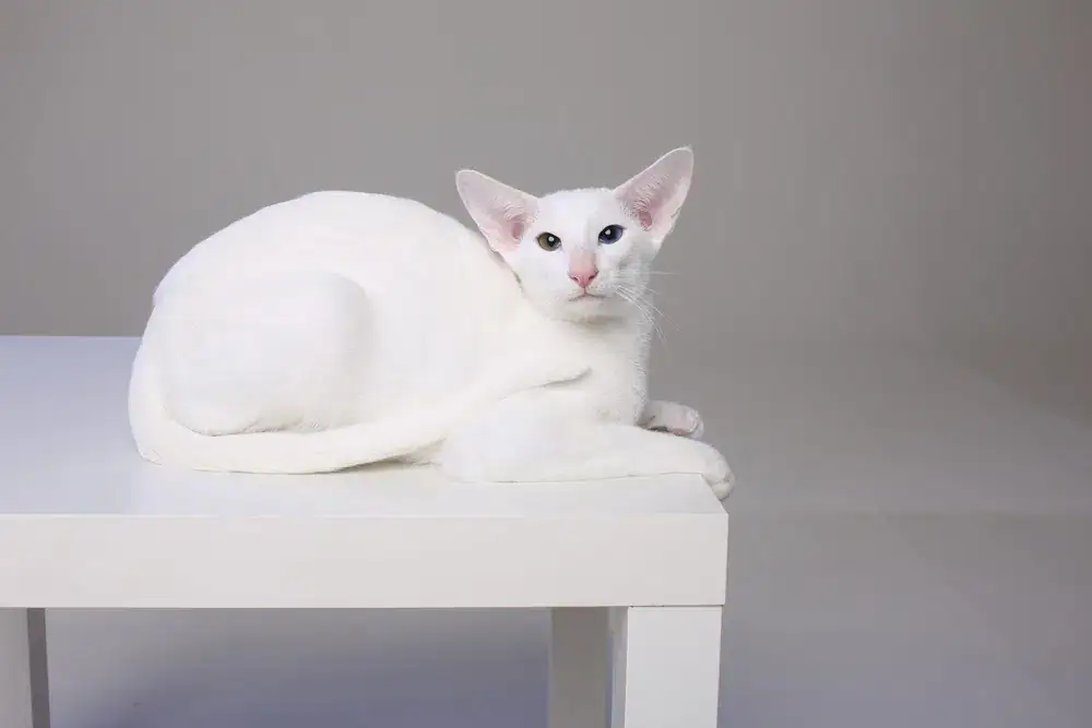 white oriental shorthair cat