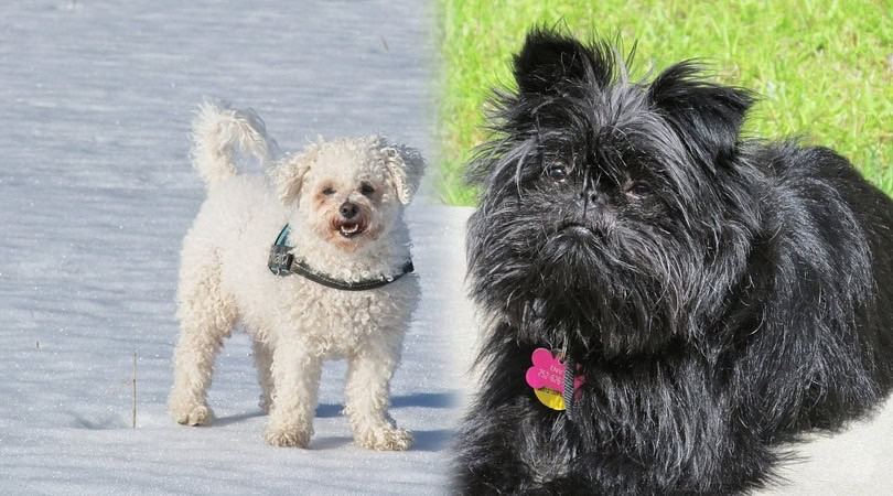 Parents of the Affenpinscher & Bichon Frise 4
