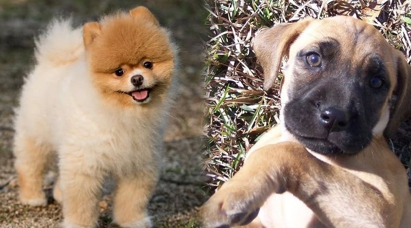 black mouth pom cur 1