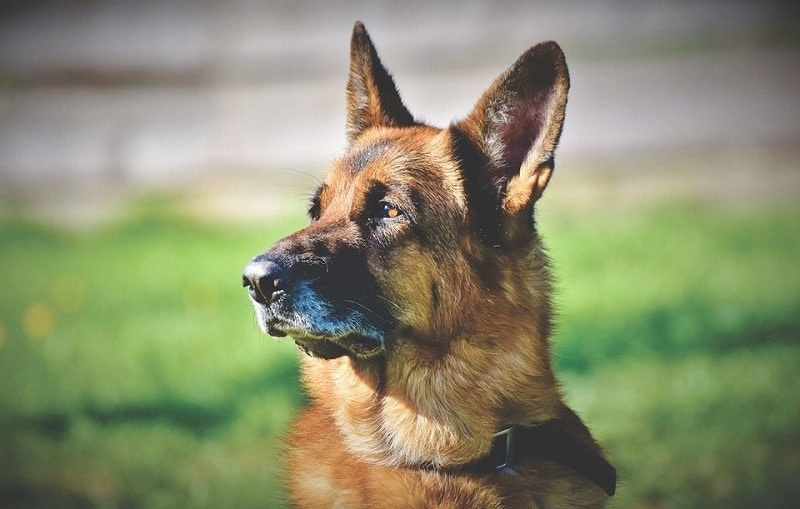 11German Shepherd