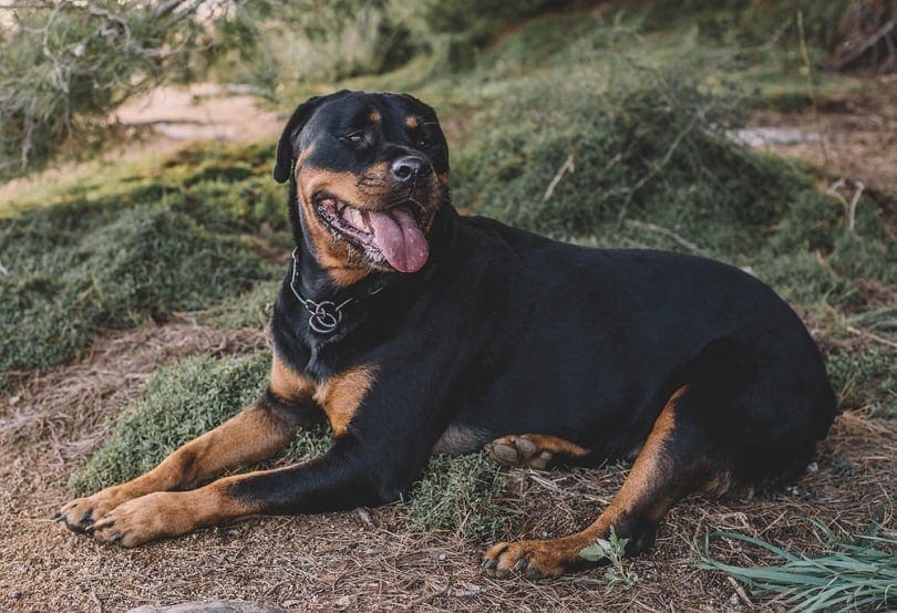 12-month-old-rottweiler