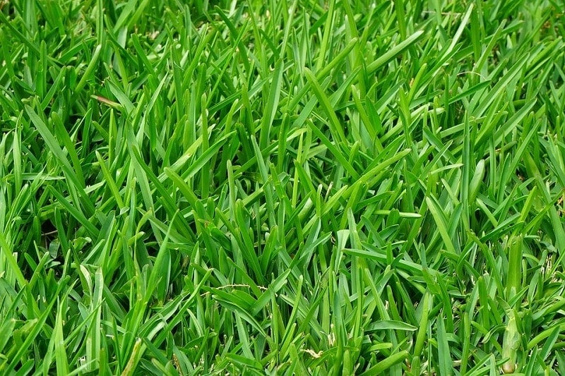 1Perennial Ryegrass
