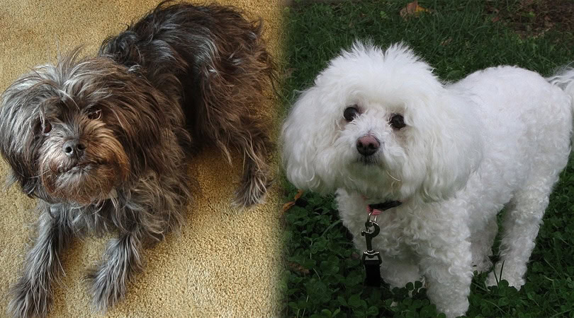 Parents of the Affenpinscher & Bichon Frise 3