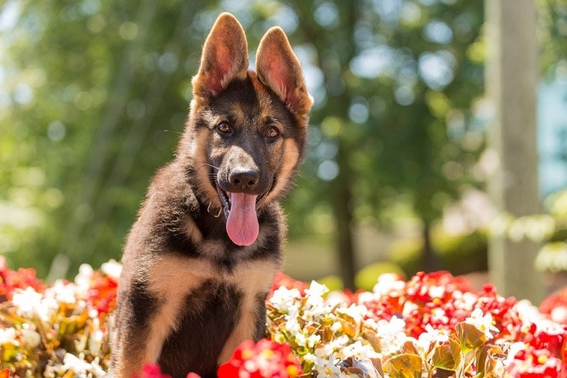 2-month old german shepherd_Joseph Gruber_shutterstock