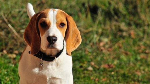 Blue Tick Beagle: Facts, Origin, & History (With Pictures) | Hepper Pet ...