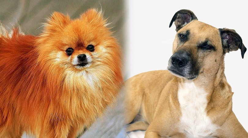 black mouth pom cur 3