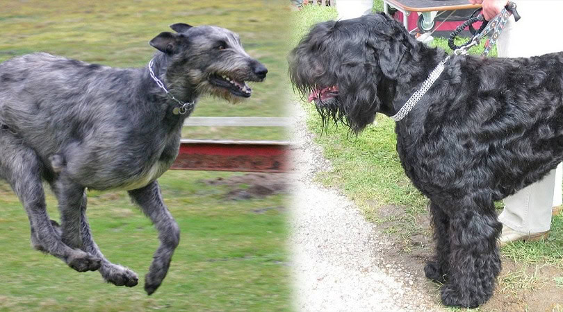 3 - Parent breeds of the Black Russian Wolfhound Terrier