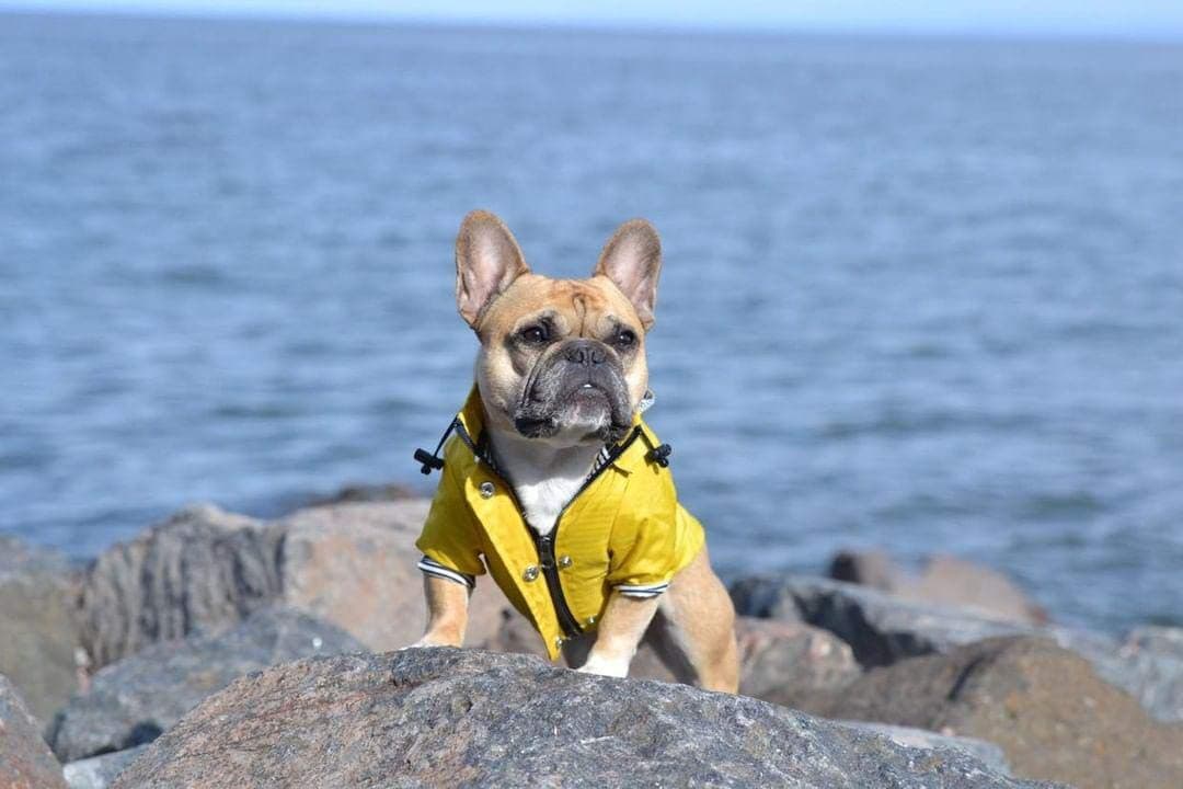 a Dog wearing a raincoat