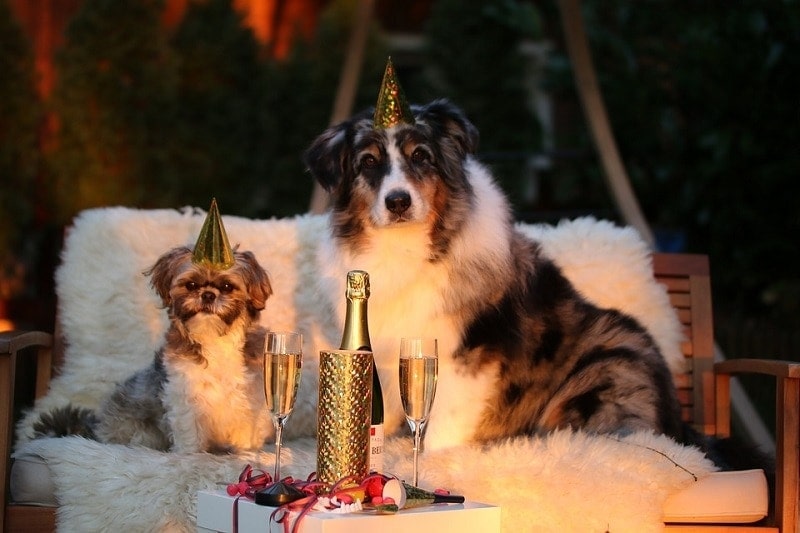 6dog party