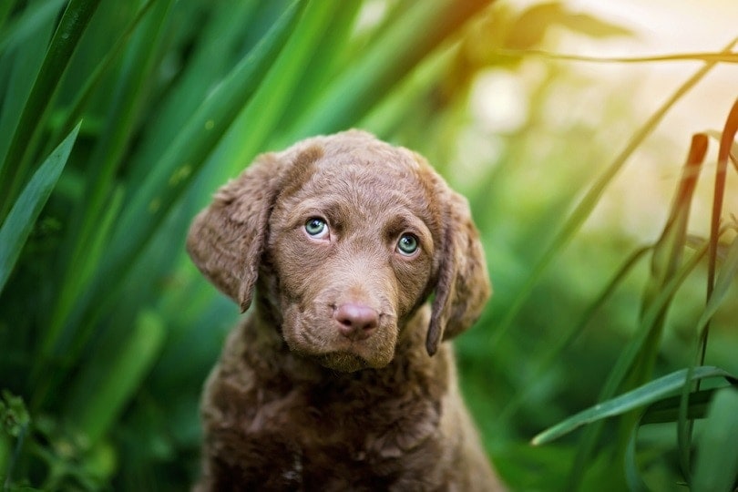 7-week old Chesapeake Bay Retriever_Kerrie T_shutterstock