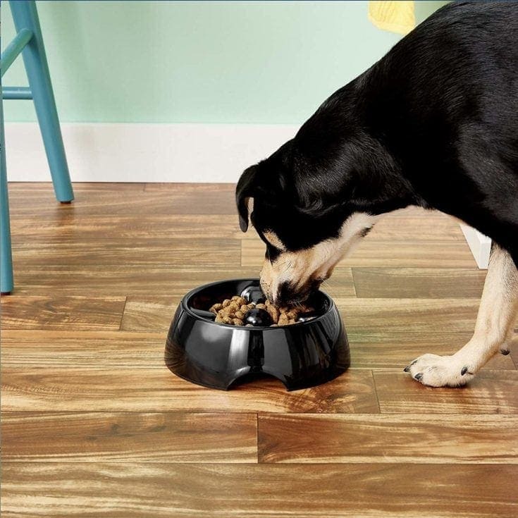 Best Slow Feeder Dog Bowl