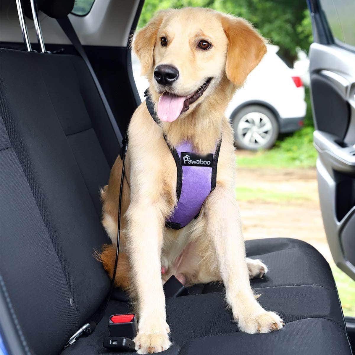 Dog Seat Belt