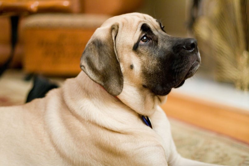 English Mastiff