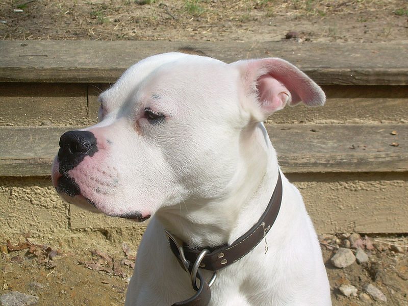 Scott American Bulldog