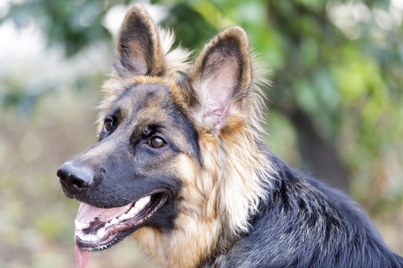 9-Month-Old German Shepherd Puppy_yhelfman_shutterstock