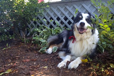 A happy dog in the garden