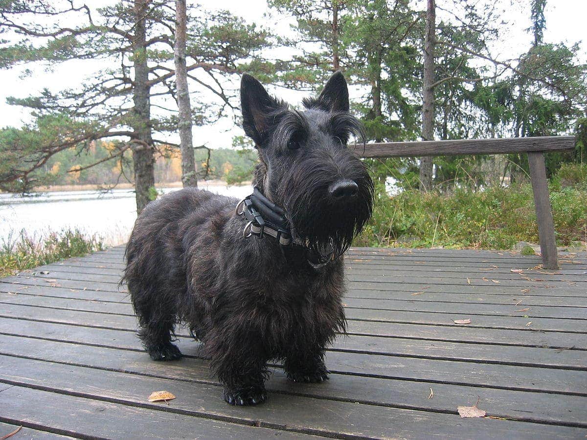 A Scottish Terrier