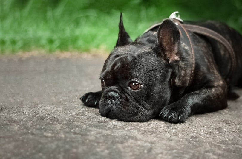 A black French bulldog