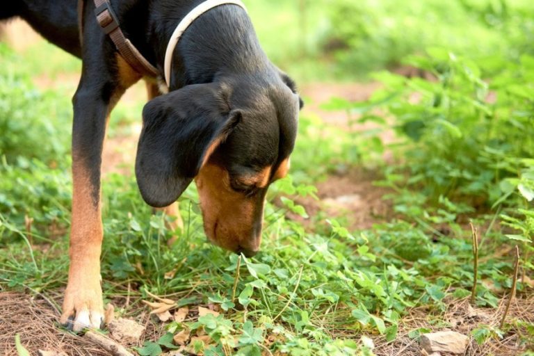 Why Is My Dog Eating Grass & Throwing Up? 5 Common Reasons (Vet Answer ... - Causes Of Dogs Eating Grass While Grazing