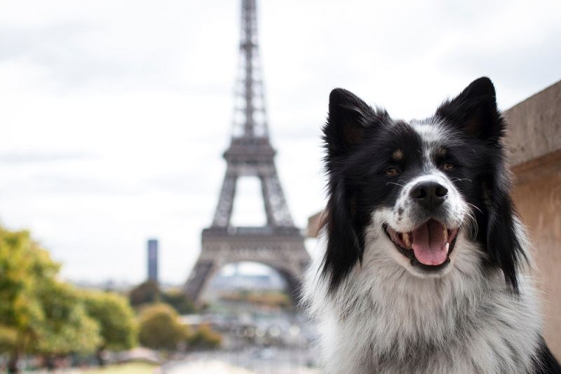 A dog in front of the Eiffel Tower_mhfotografie_shutterstock