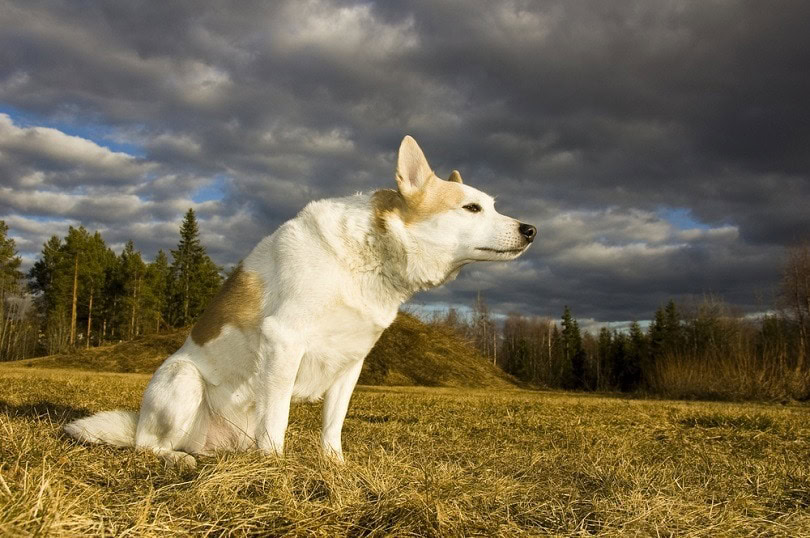 A dog is sitting and enjoying the sun, in the background forest and dark clouds