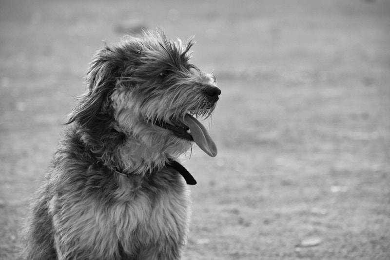 A sapsali breed dog_pranav_ritvik_shutterstock