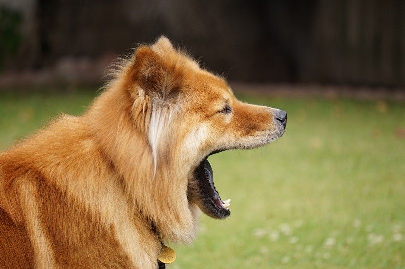 A tired akita chow