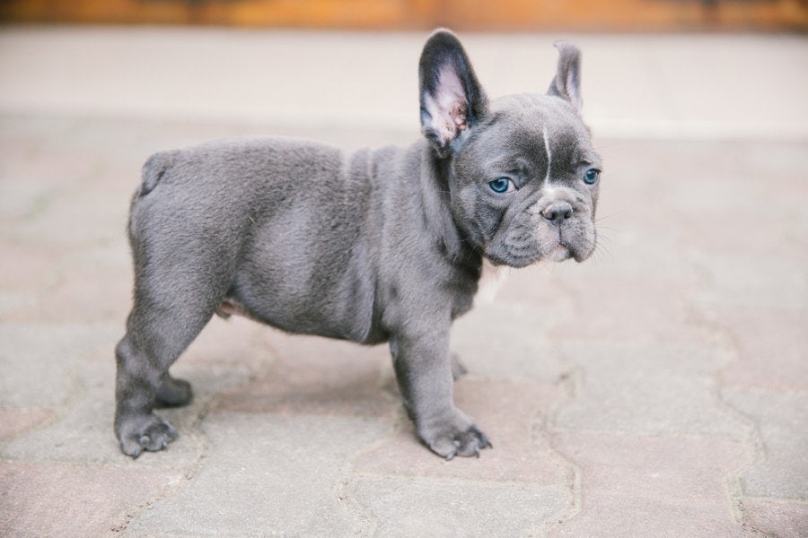 Adorable french bulldog_Angyalosi Beata_shutterstock