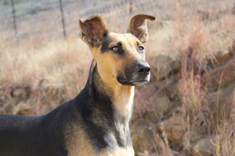 Africanis dog