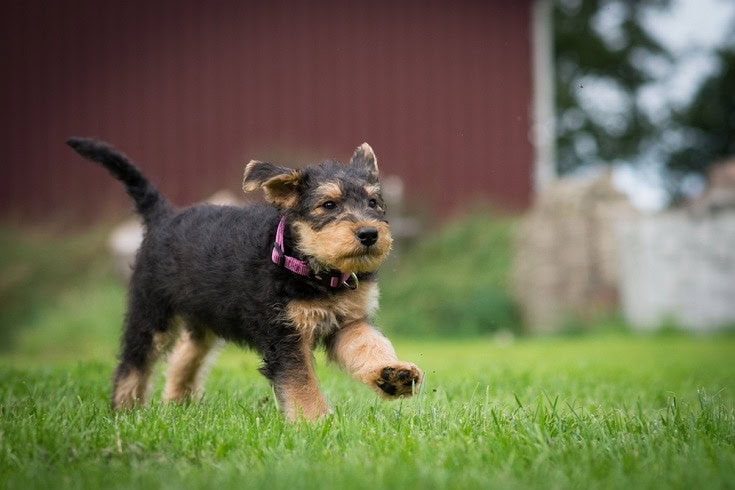Airedale Terrier puppy