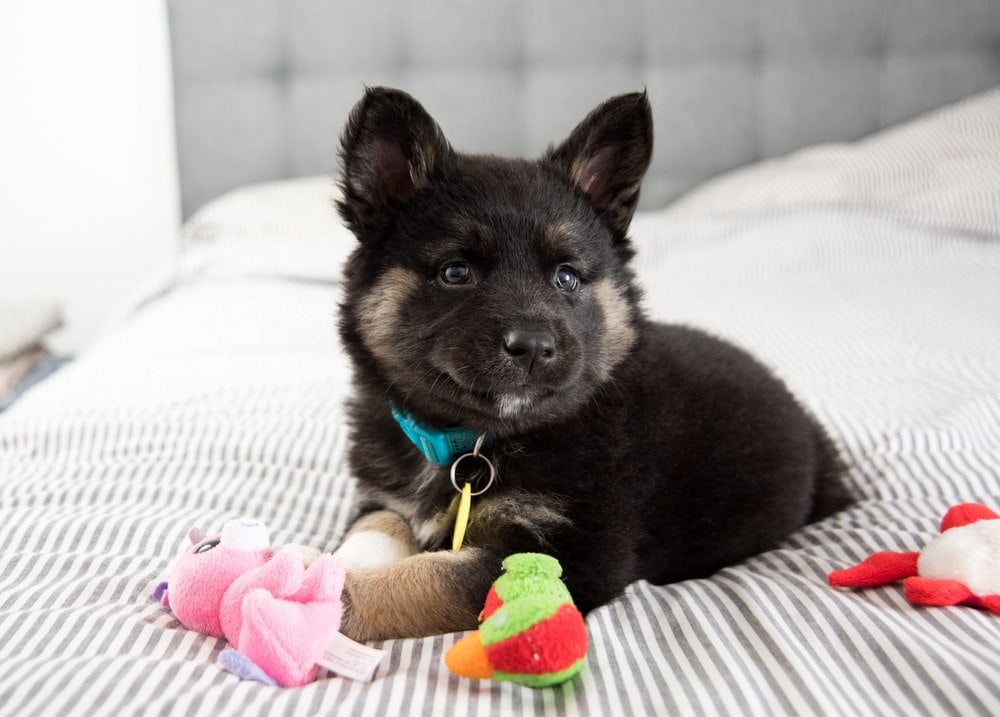 Akita Shepherd mixed adorable puppy