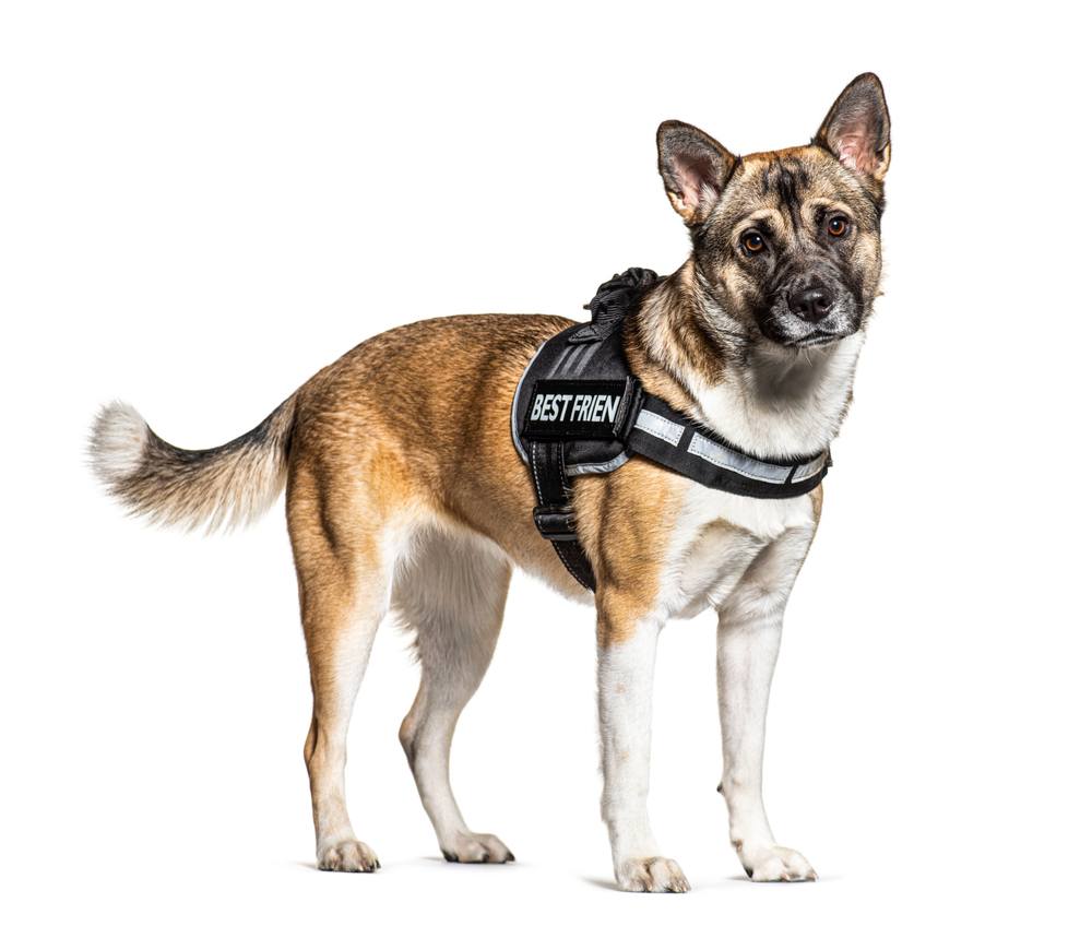 Akita Shepherd mixed breed dog