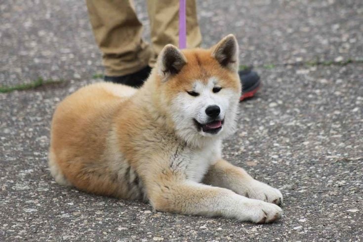 Akita dog