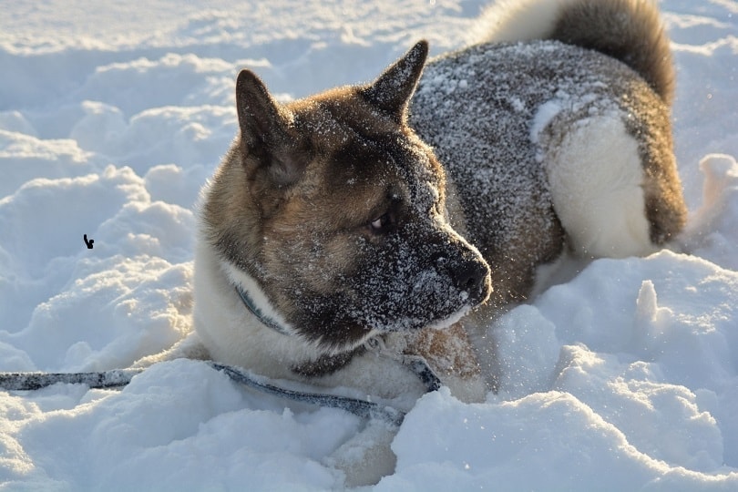 Akita lying on ground covered with snow