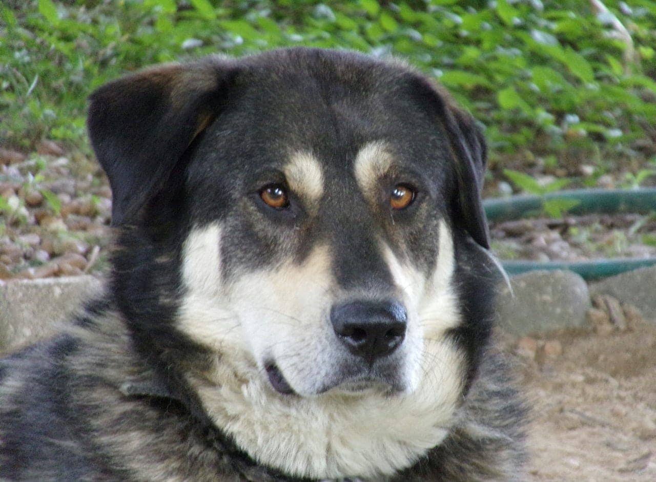 Alaskan Malador