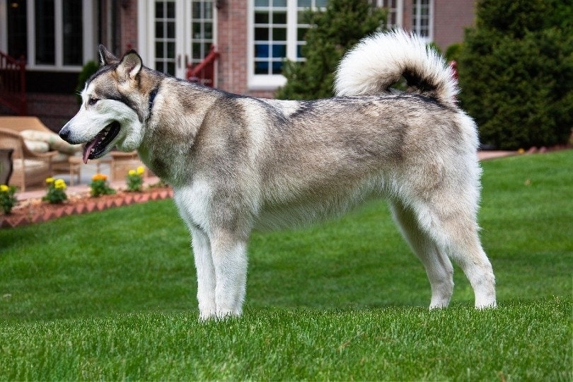 Alaskan Malamute standing on lawn