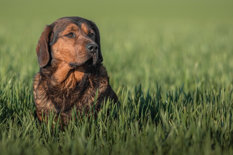 Alpine Dachsbracke in grass