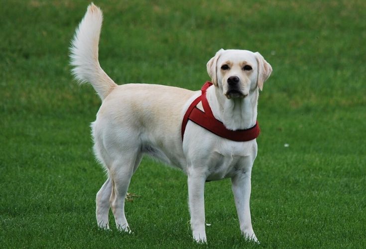 American Labrador