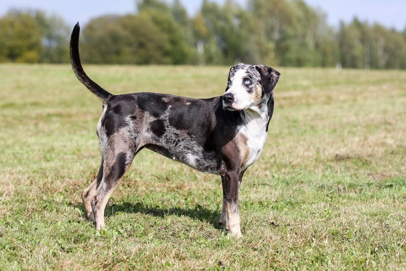American Leopard Hound dog