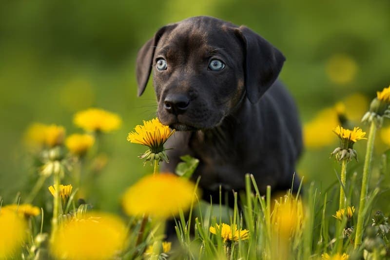 American Leopard Hound puppy in flowers