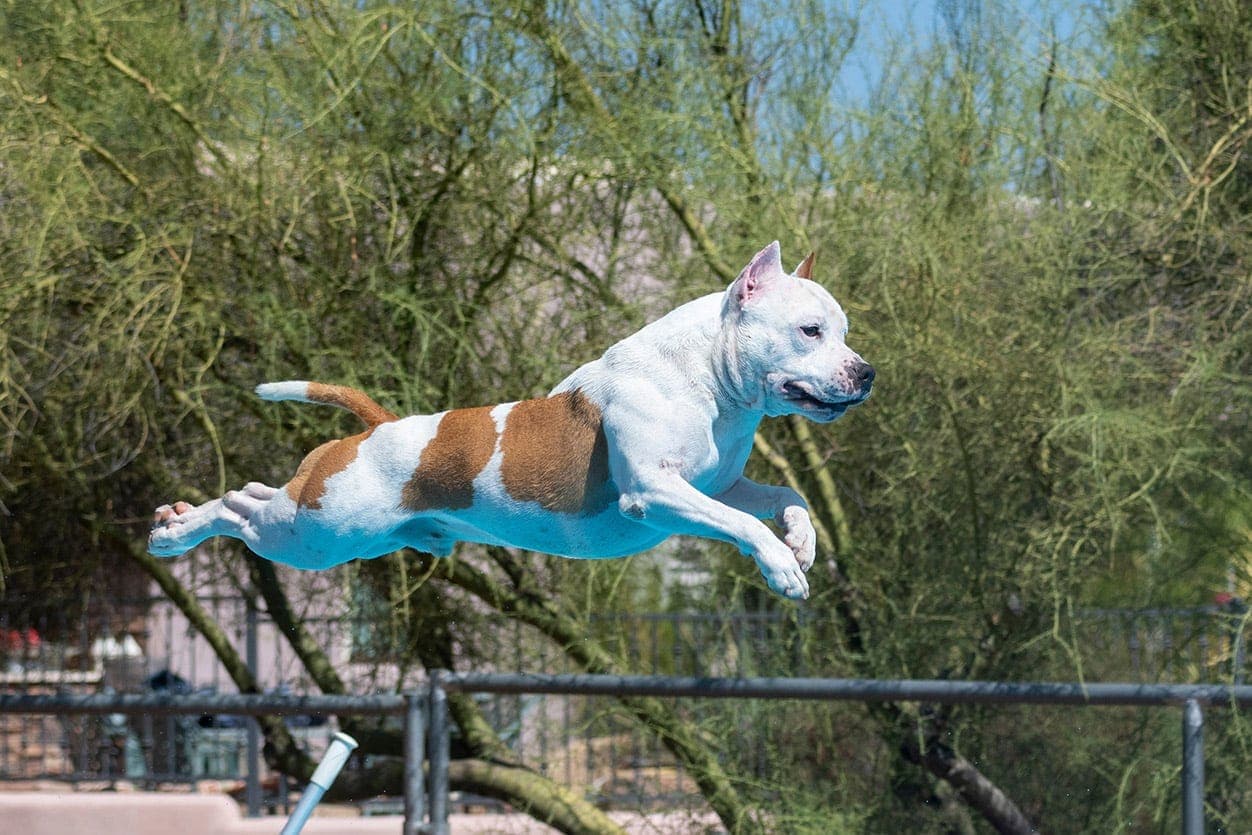 American Staffordshire Terrier jump