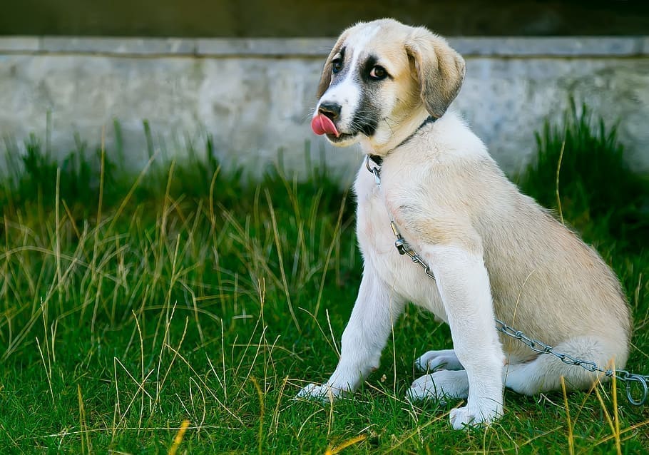 Anatolian Mastiff puppy