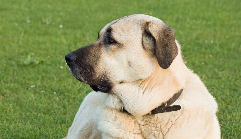 Anatolian Shepherd Dog