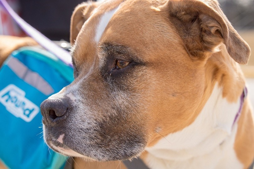 Animal Control Worker